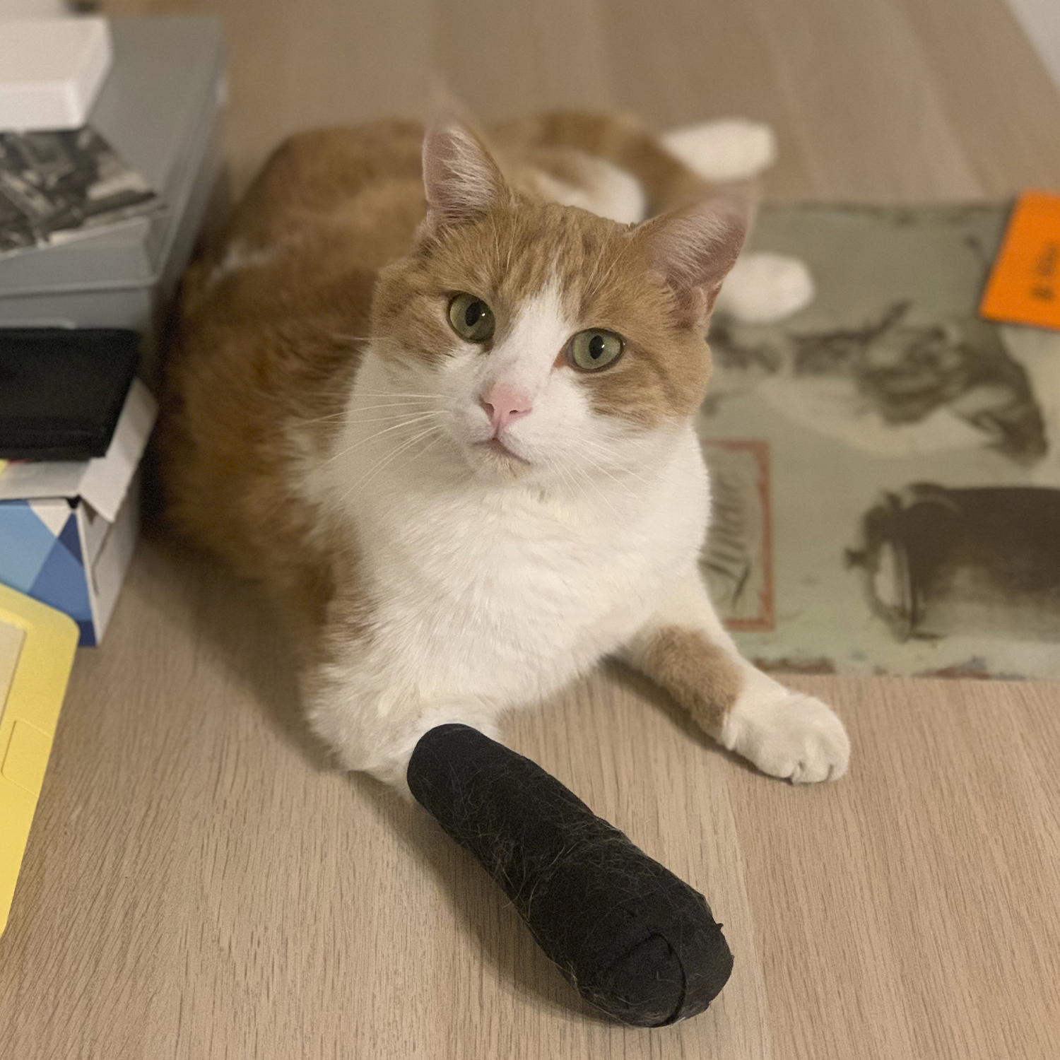 La Vipère et les Poulets