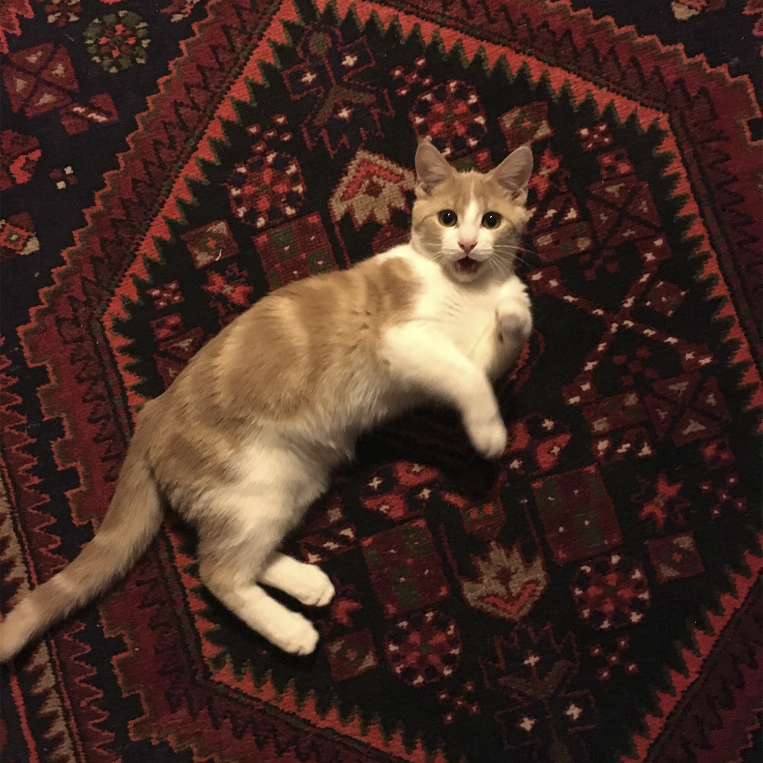 La première descente